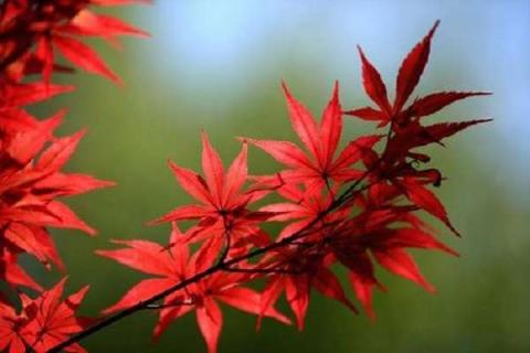 哪種紅楓三季都紅 盤點(diǎn)觀賞價(jià)值高的楓樹(shù)