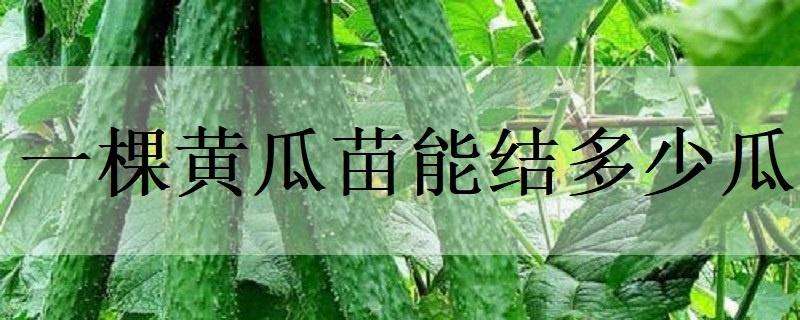 一棵黃瓜苗能結(jié)多少瓜