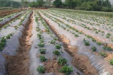 铺地膜浇水的正确方法 浇水时要拿掉吗