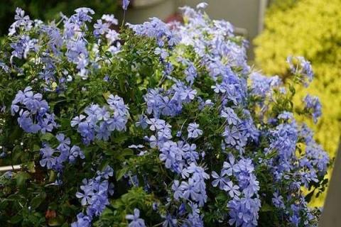 怎么給藍(lán)雪花搭花架（如何給藍(lán)雪花搭架子）