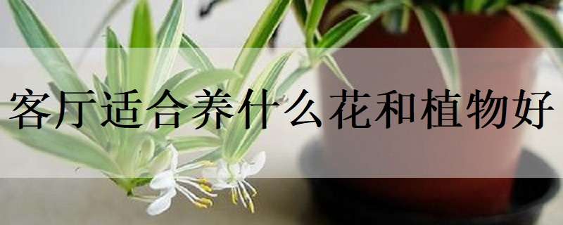 客厅适合养什么花和植物好