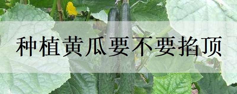 種植黃瓜要不要掐頂