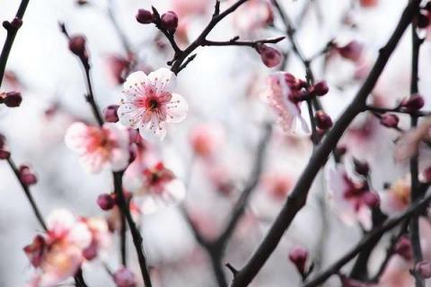 桃花開花時(shí)間是幾月份 花期有多長