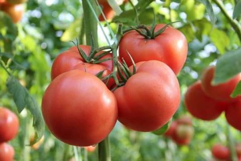 番茄点花的窍门 番茄打尖去叶的方法