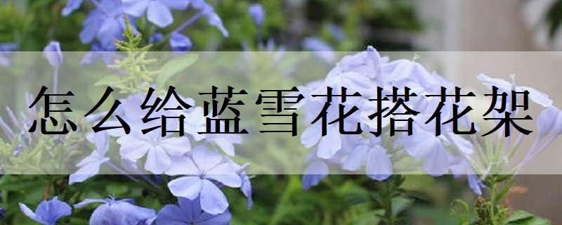 怎么給藍雪花搭花架