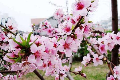 桃花開花時(shí)間是幾月份 花期有多長