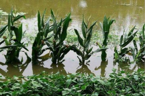 植物被水淹多長時間會死 死亡的原因是什么