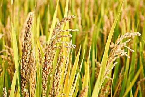 1亩地的水稻要多少斤稻种 一亩地多少水稻