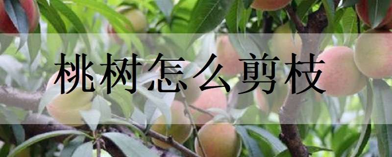 桃樹(shù)怎么剪枝