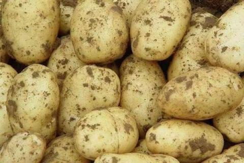 种土豆个大的秘诀 种土豆个大的秘诀视频