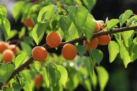 杏主要有多少个品种