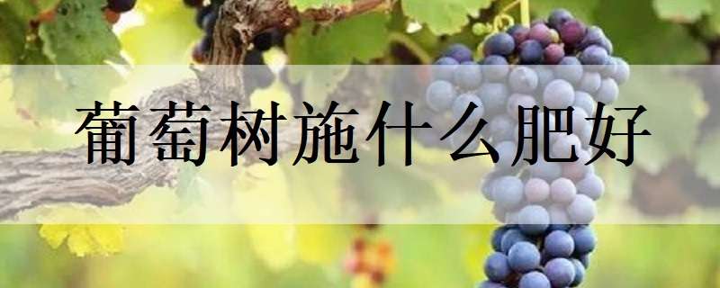 葡萄樹施什么肥好