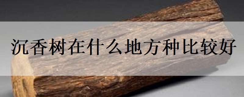 沉香树在什么地方种比较好