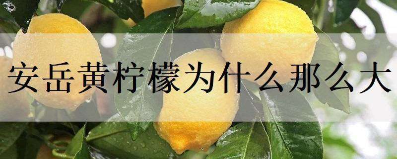 安岳黄柠檬为什么那么大 安岳柠檬特别大