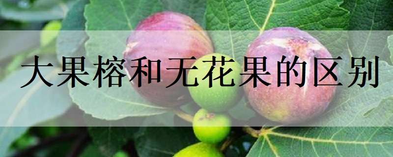 大果榕和无花果的区别（大果榕和无花果的区别是什么）