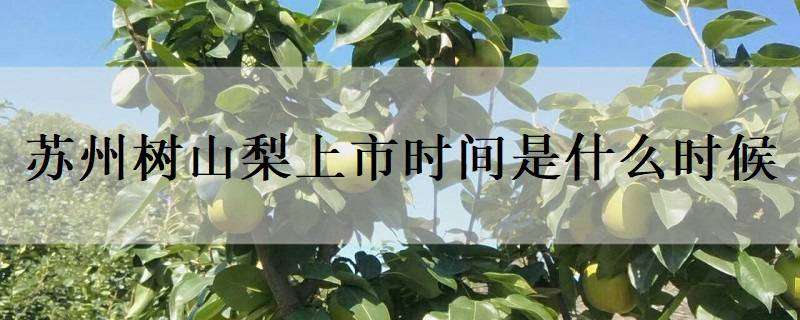 蘇州樹山梨上市時(shí)間是什么時(shí)候