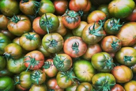 为什么铁皮柿子非常贵（铁皮柿子和草莓柿子哪个好吃）