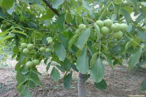 沙土適合種植什么植物 怎樣種植這些植物