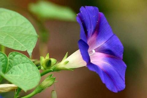 夏天开紫花的植物大全 夏季开紫花的植物