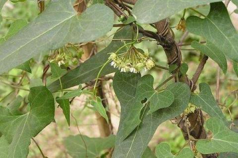 什么植物可以染發(fā) 植物染發(fā)的特點