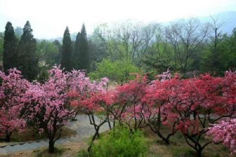 北京植物園門票多少錢一張 游園須知整理