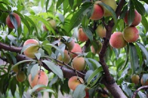 桃树亩产量一般多少斤（桃树亩产量一般多少斤合适）