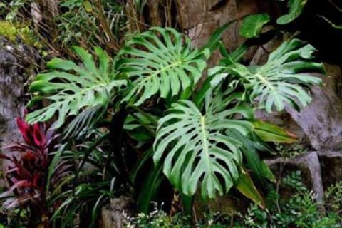 常见的室内大叶植物有哪些 常见的室内大叶植物有哪些图片