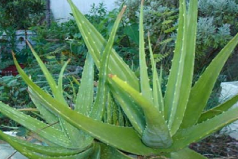 哪些植物除甲醛最好 怎么種植這些植物