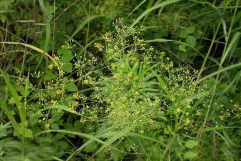 旱地柴胡怎样种植出苗好 用什么除草剂好