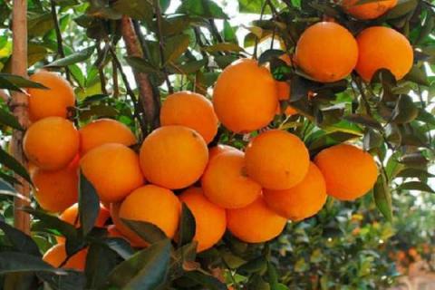 脐橙的花期是什么时候 脐橙什么时候开始花芽分化