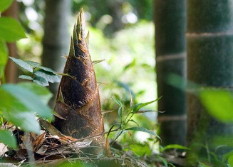 春筍種植時(shí)間及種植技巧