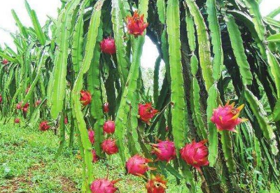 火龙果种植技术和技巧总结