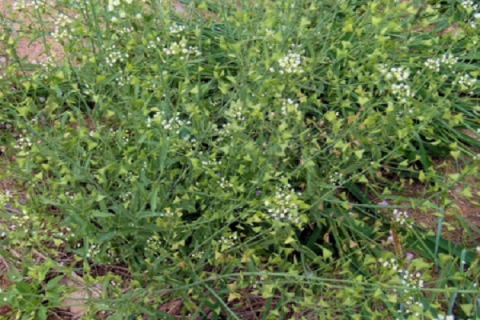 薺菜種子怎樣催芽 有哪些品種