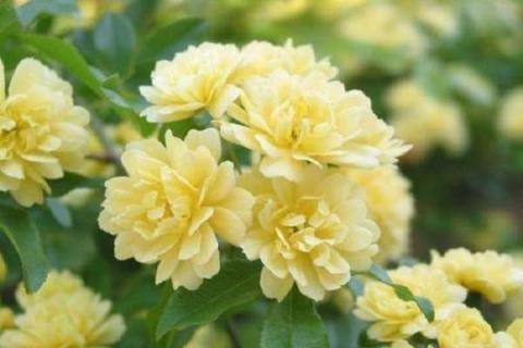 黄木香花和茉莉花的区别主要有哪些 黄木香花和茉莉花的区别主要有哪些特点