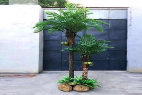 盆栽椰子树怎么养 盆栽椰子树怎么养活