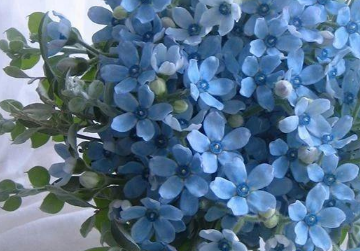 蓝星花的养殖方法 蓝星花的白色汁液有毒吗