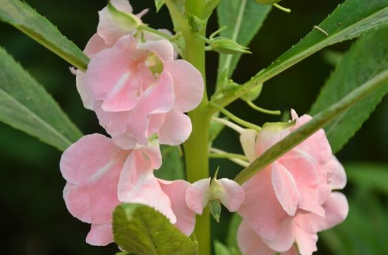 鳳仙花的生長(zhǎng)需要哪些條件 鳳仙花養(yǎng)殖技巧