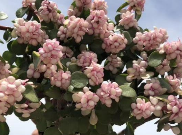 金枝玉叶什么时候开花（金枝玉叶什么时候开花,花期多长）