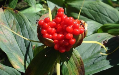 重樓種植技術(shù)管理 重樓怎么種植比較好