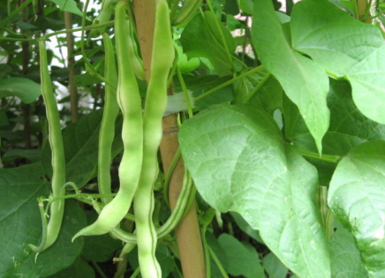 豆角多坐莢的種植管理方法 豆角養(yǎng)殖技巧