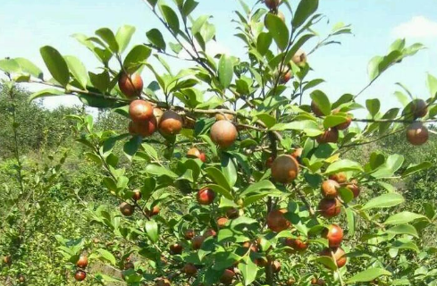 油茶树种植注意事项 油茶树养殖技巧总结