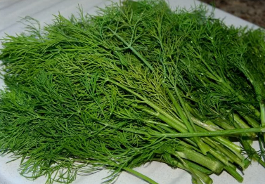 秋茬茴香的種植方法介紹 茴香養(yǎng)護(hù)方法總結(jié)