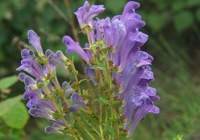 黄芩种植方法（黄芩种植方法及土壤条件）