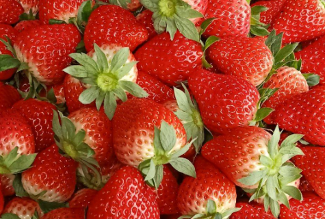 红颜草莓无病毒种苗良繁技术 草莓应该怎么养殖