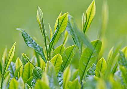 茶樹的修剪時間及技術要點 茶樹有哪些修剪方法