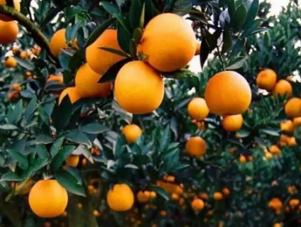 柑橘全年施肥时间表（柑橘全年施肥时间表与用量）