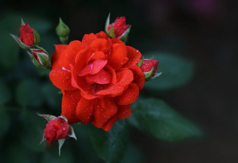 月季花苞没开就枯萎了是什么原因 月季花苞没开就枯萎了是什么原因呢