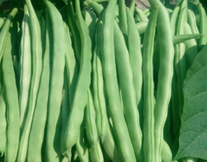 冬春茬菜豆如何摘叶摘心能早上市