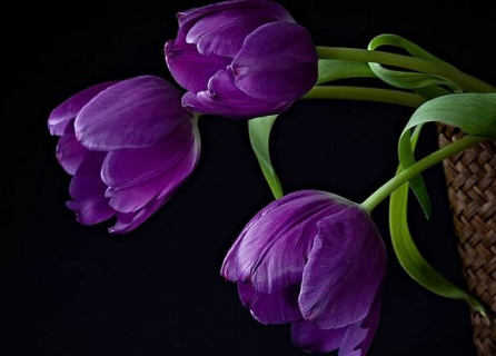 紫色郁金香的寓意是什么 紫色郁金香寓意和象征意义