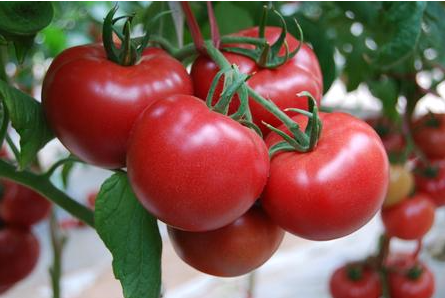 西红柿叶子打蔫是什么原因 西红柿叶子打蔫是什么原因造成的
